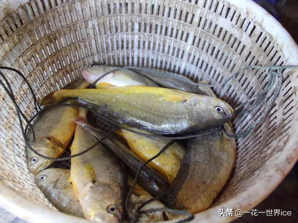 已成功养殖30多年，20元一斤不卖活的，野生的仍是天价
