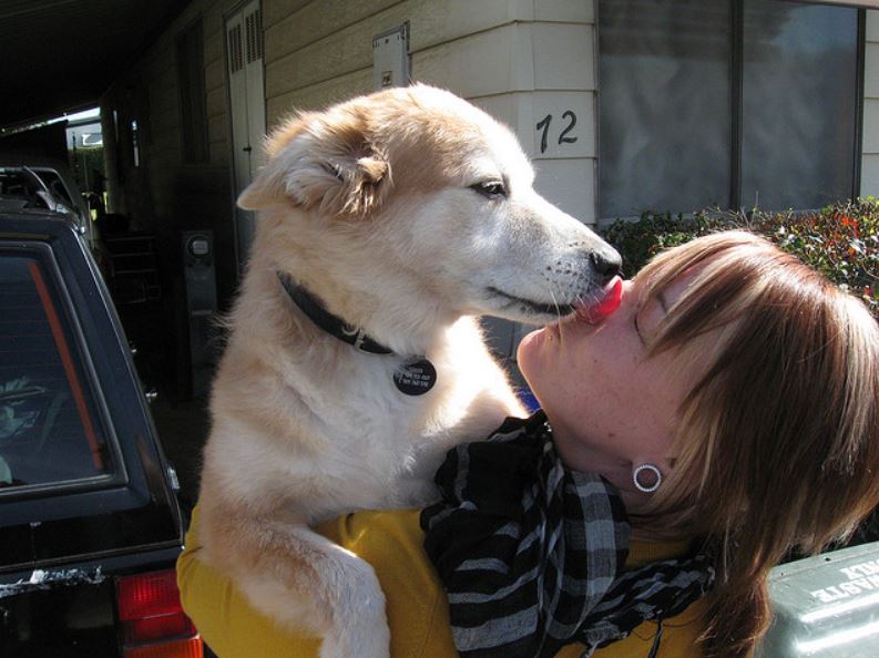 狗狗不停舔地面还呕吐是怎么回事,狗狗舔别的狗狗的眼代表什么意思