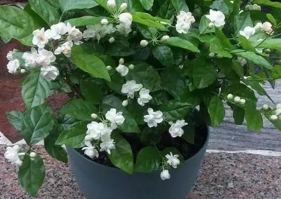 家庭盆栽土壤不透气怎么办?核桃壳、瓜子皮一用,烂根问题不在