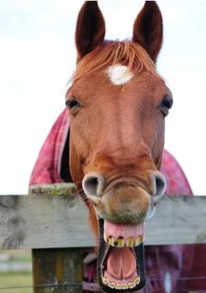 100万澳元墨尔本买农场能买多少亩,500万买新西兰农场