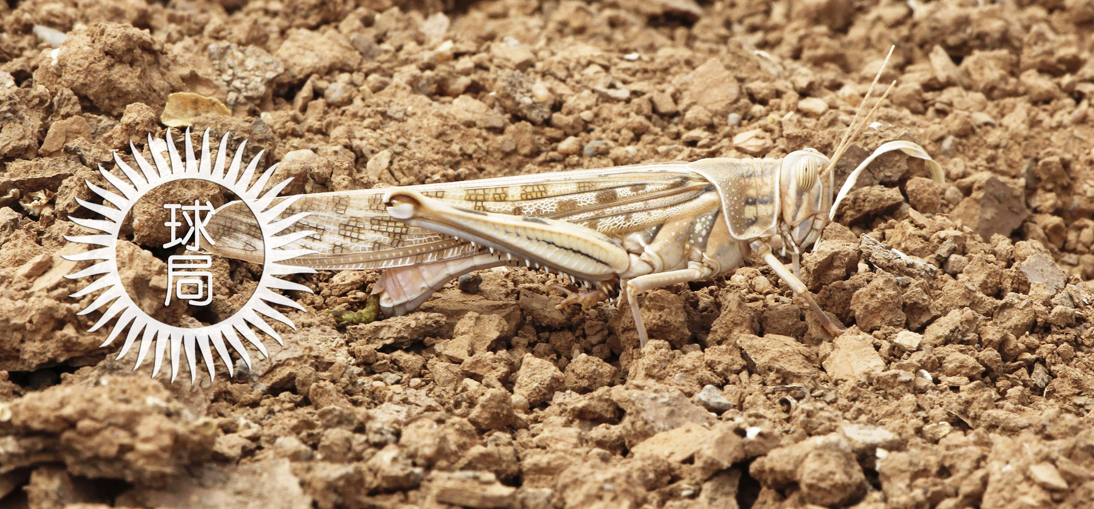 这次的蝗虫灾害为什么这么大,此次的蝗灾有多严重