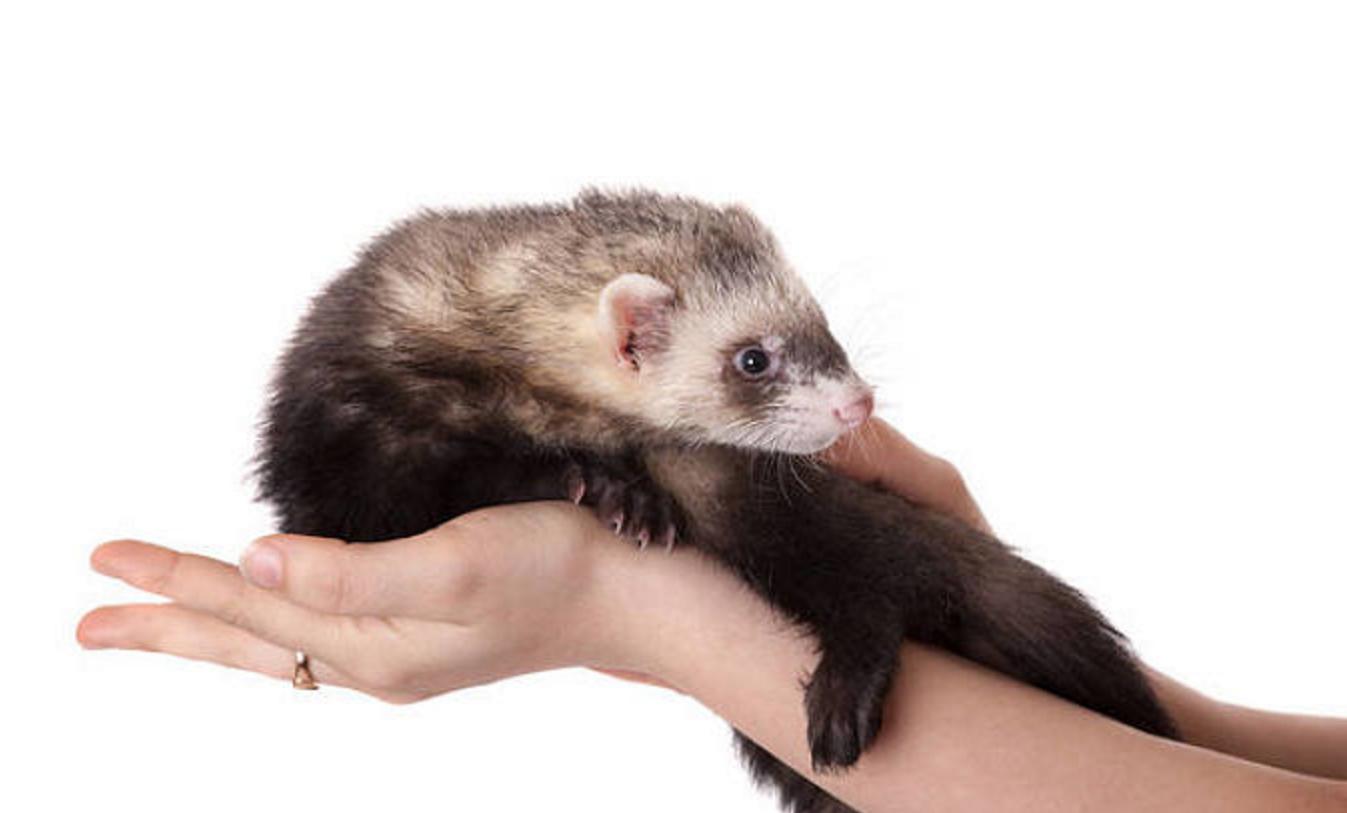 比生化武器还厉害的武器,比生化武器还可怕的武器