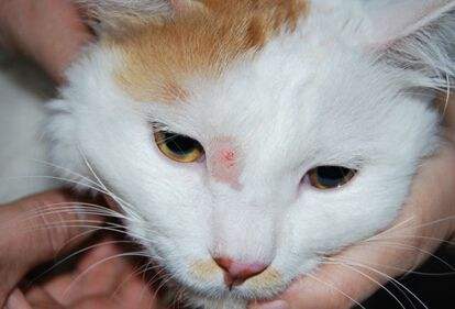 轻微猫癣猫怎么治疗,猫眼睛猫癣怎么治疗