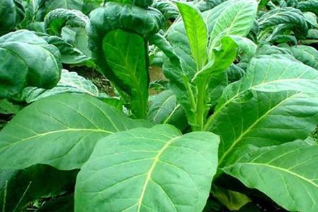 你不了解的敌敌畏,你不了解的煤层气