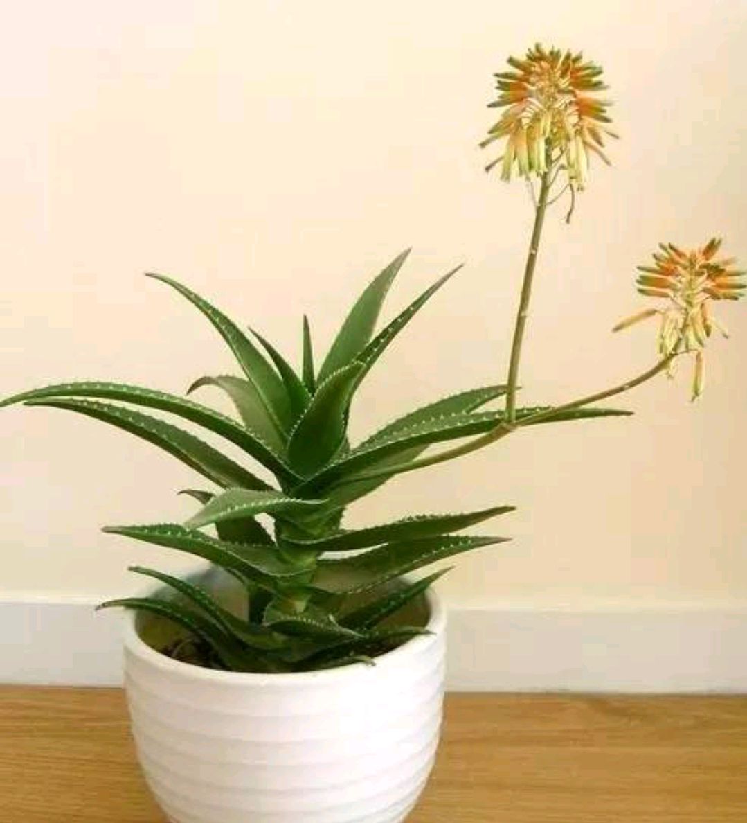 浇水过多死的植物,最容易浇死的6种花