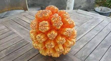 世界这么大你知道有几种水果吗,世界上都有哪些可以吃的水果