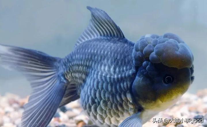 传统鱼盆养金鱼小窍门,陶瓷鱼盆养金鱼小窍门