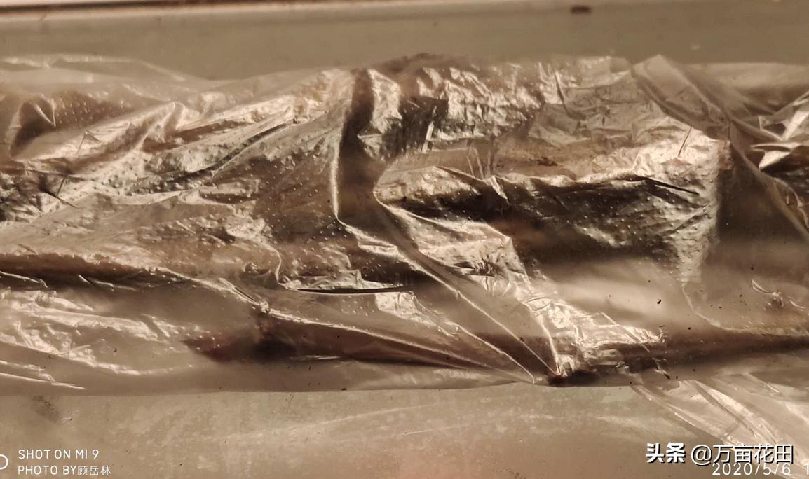 月季高压扦插生根最快方法,高压繁殖跟扦插有什么区别