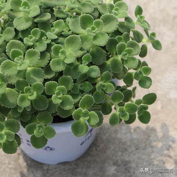 带香味碰碰香好养吗,碰碰香怎么养才能更旺盛