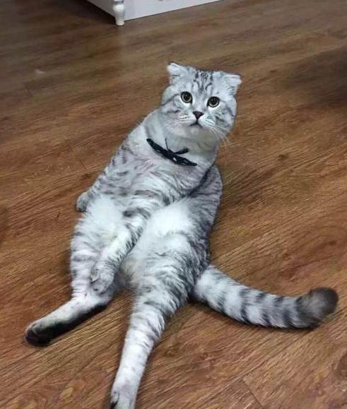 英国短毛猫什么毛色好,英国短毛猫十种受欢迎的毛色