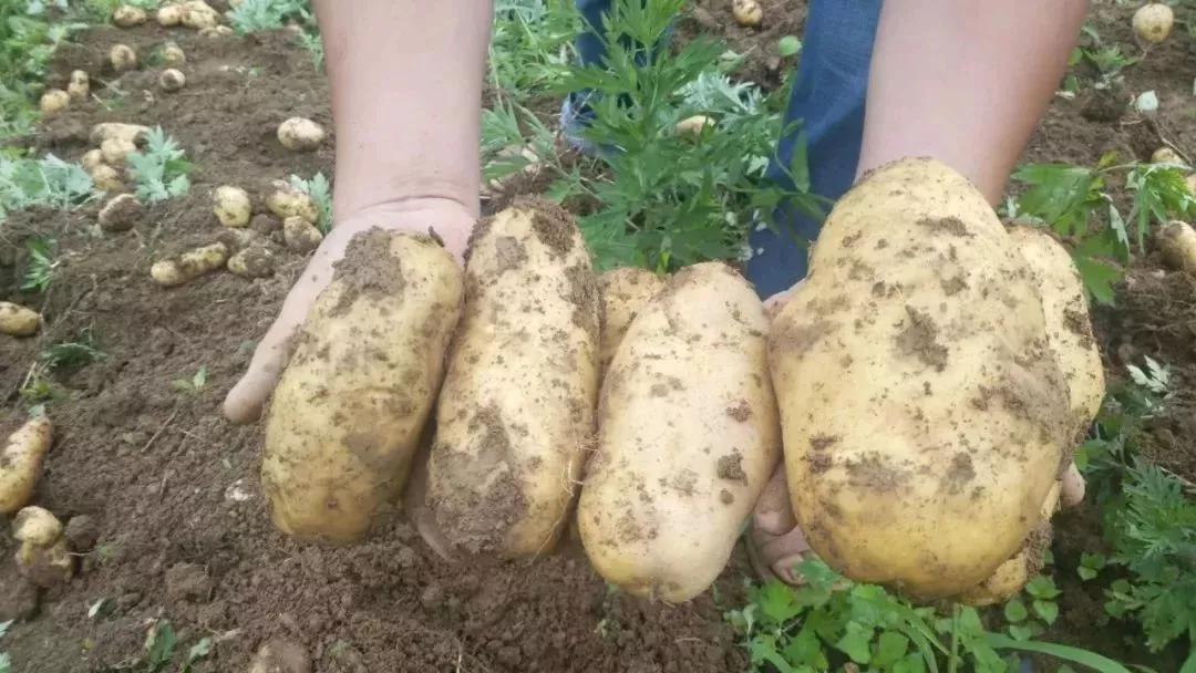 鍗佸牥瓒呭叏钄彍姘存灉,鍗佸牥鏂伴矞姘存灉