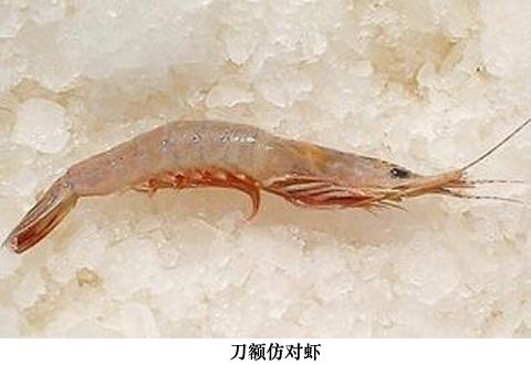 野生海虾和海水养殖虾吃起来区别,养殖虾与海水虾的营养区别是什么