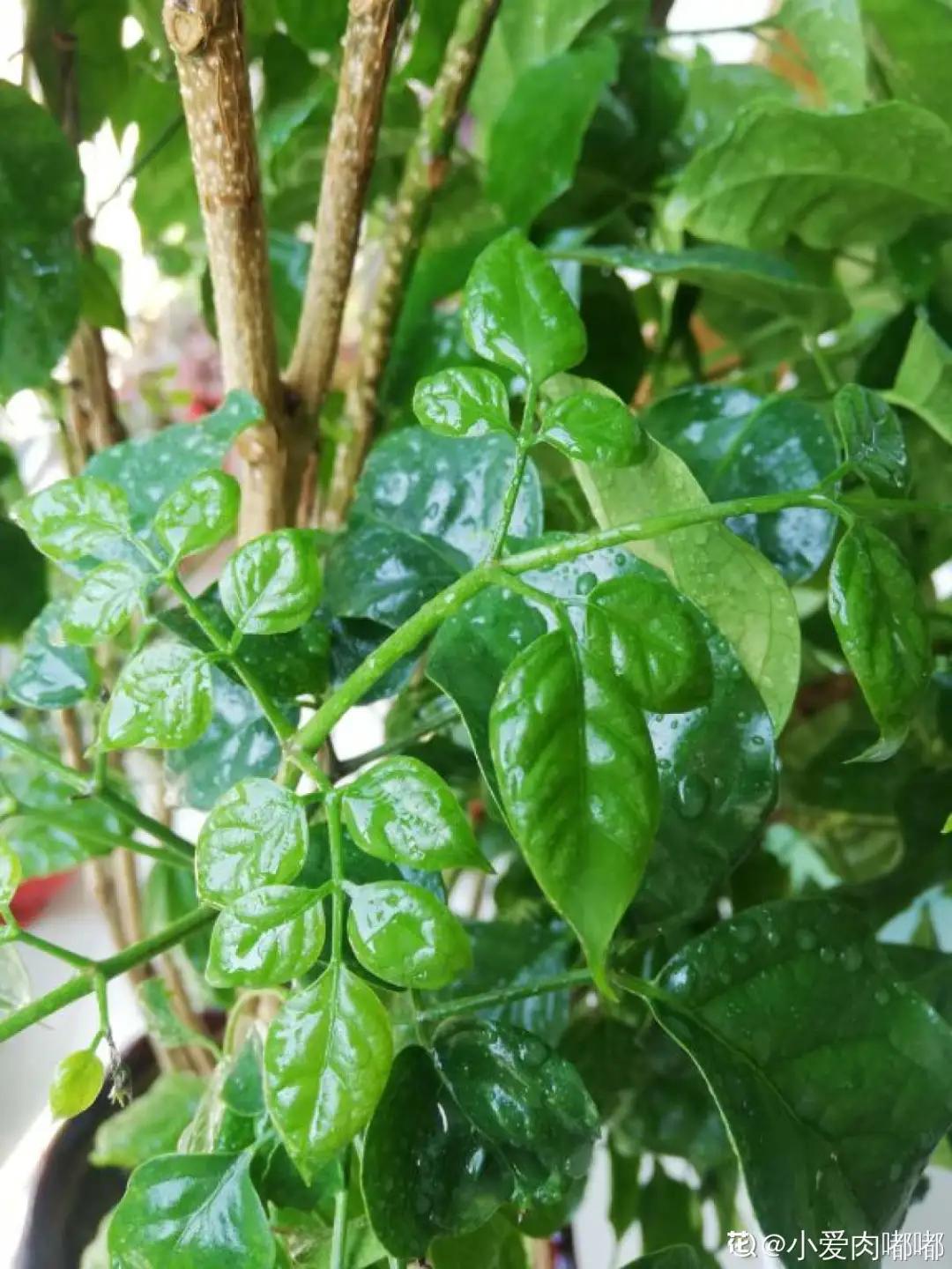 教你如何避开假货买到真品,一张图告诉你怎样分辨假货