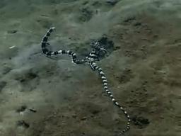 看完章鱼两条腿跑路的样子，我差点信了它是外星人后代