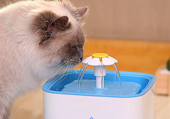 猫咪尿频治疗视频,猫咪尿频治疗药