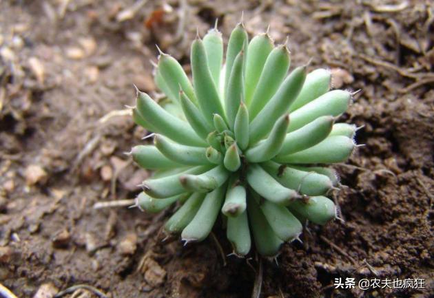 长在瓦房上，被称为“房神”，如今数量稀少价值珍贵，遇到请珍惜