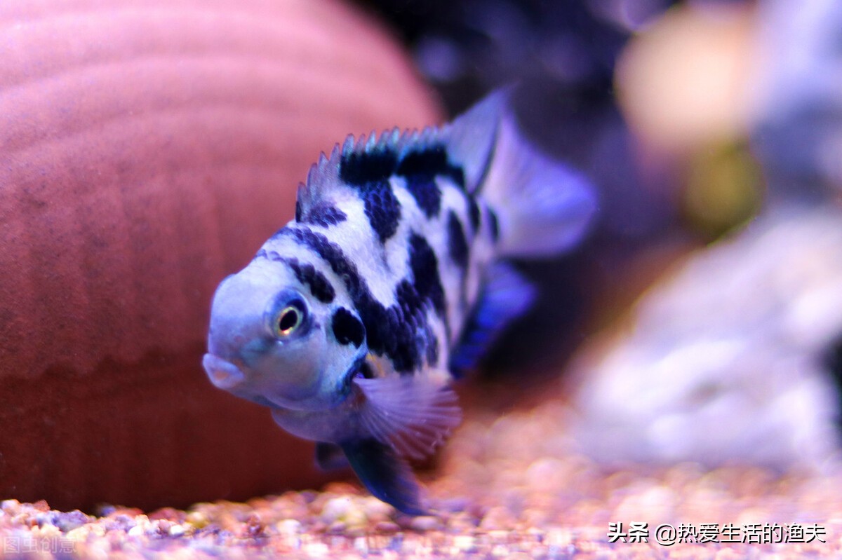 迷你鹦鹉鱼养殖方法怎么养,迷你鹦鹉鱼和什么鱼同养