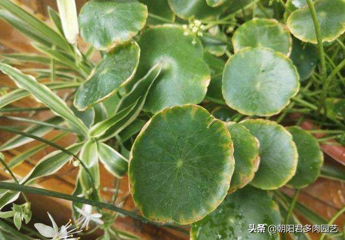 铜钱草不见阳光枯黄了怎么补救,铜钱草蔫了浇水也不吸收怎么办