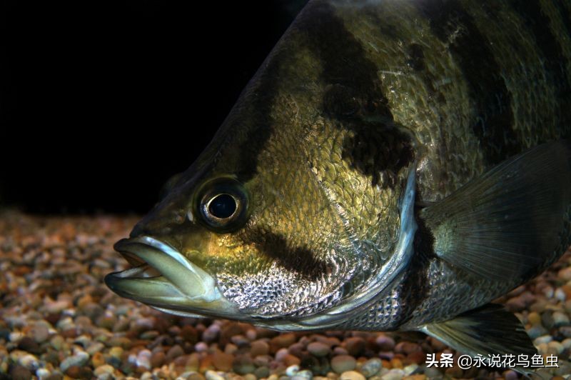 稀有水虎鱼,孟加拉银虎鱼是夜行鱼吗