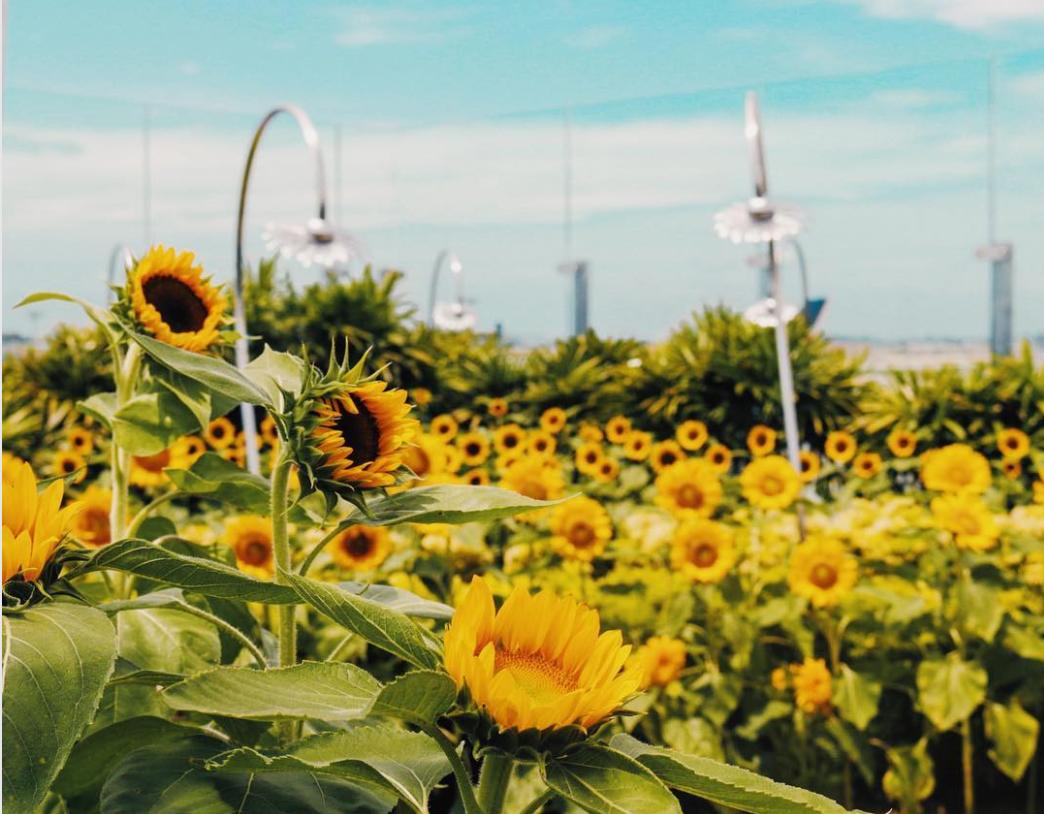 连续六年夺冠世界的新加坡机场，连游泳池和按摩浴缸都准备好了！