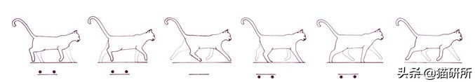 猫咪的魔性走姿,猫咪的十种沙雕动作