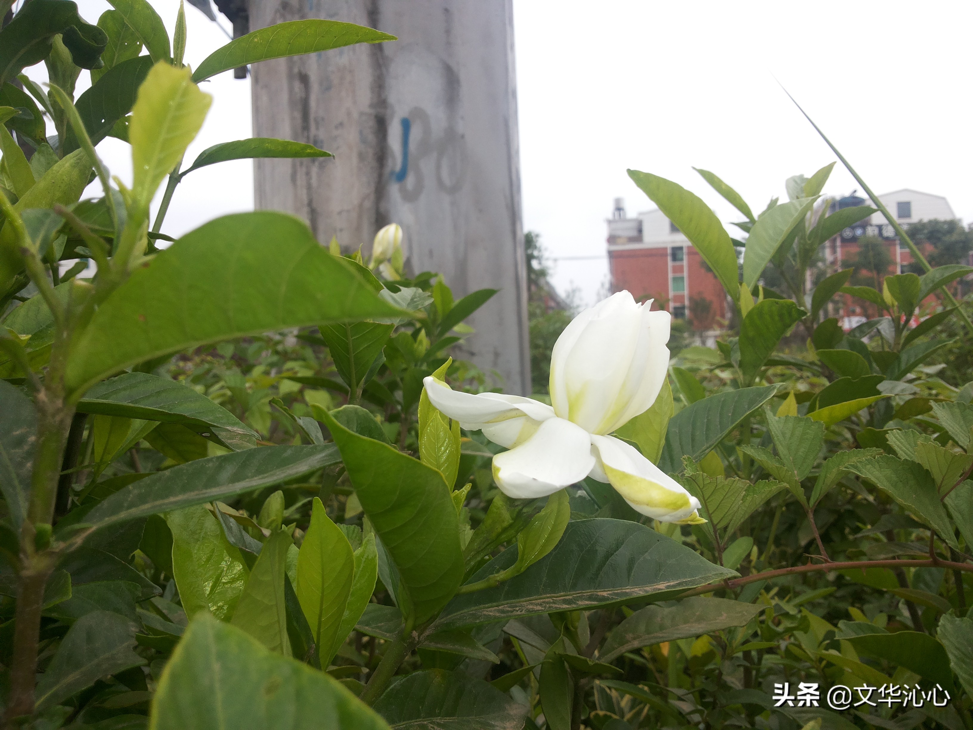 每日原创诗词一首,每日成诗