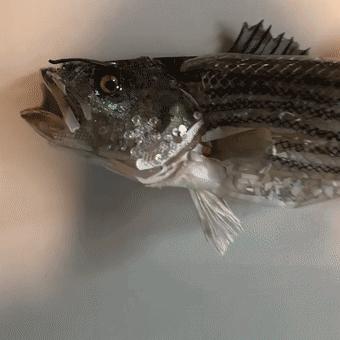 閫忚澶栨寕鐪熷疄浜嬩欢,閫忚澶栨寕鐪熺殑鍋囩殑