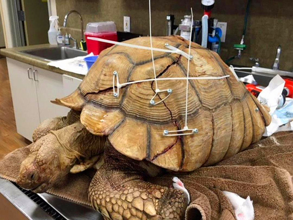 乌龟被拆了还能活吗,乌龟被挖出来