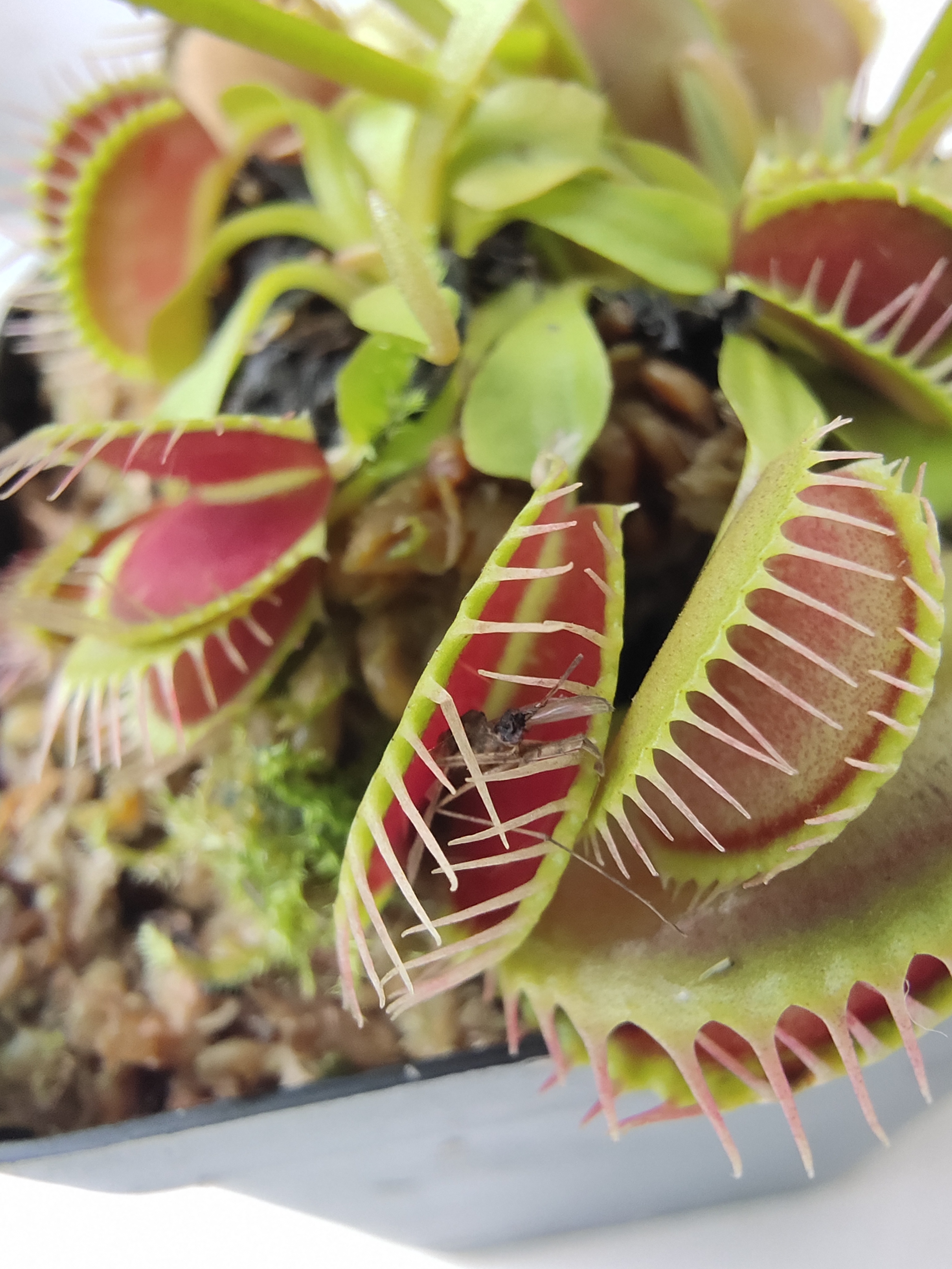 怎么让捕蝇草快速长大,捕蝇草长大是什么样子