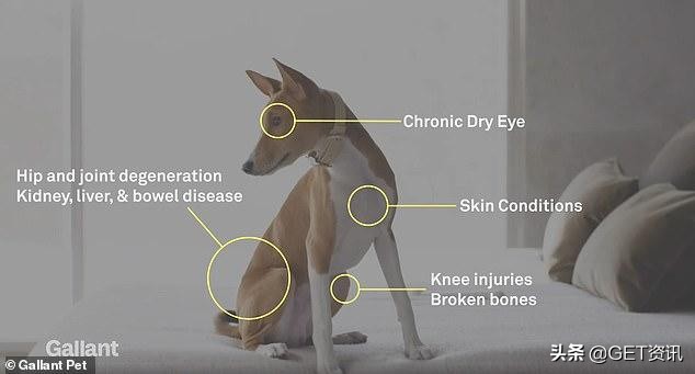 美国成立首家宠物狗干细胞银行,1000美元起,比传统手术更实惠