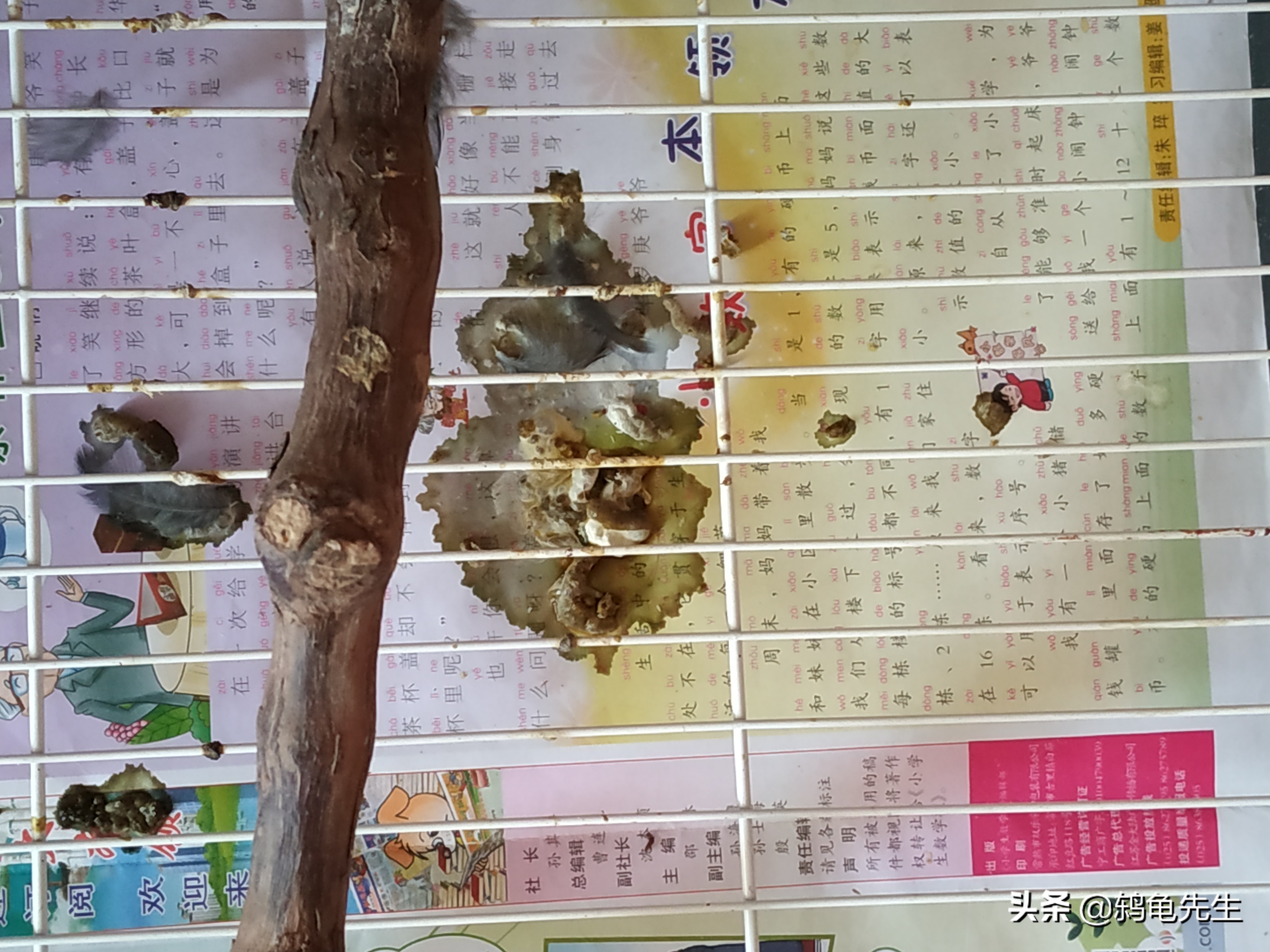 乌鸫为什么会往人头上拉屎,乌鸫为什么会往人身上拉屎