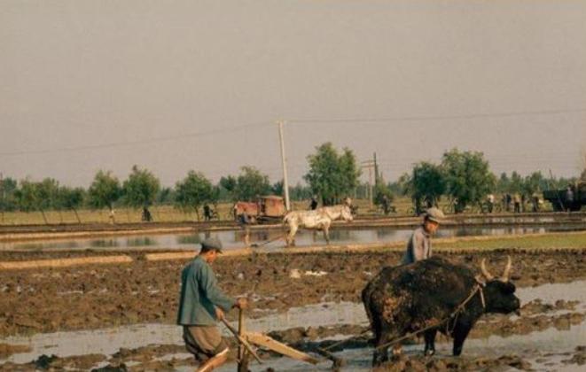 虱子是如何出现的,虱子是怎么存在的