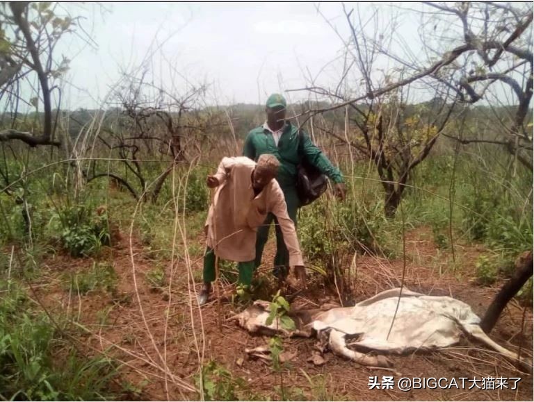 因捕食家畜被易位的狮子命运如何？大多数命运凄惨，活不过一年