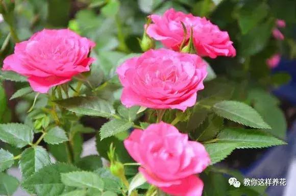 枕头芯掏1把扔盆里，透气不烂根，绿萝吊兰越长越疯，越长越旺