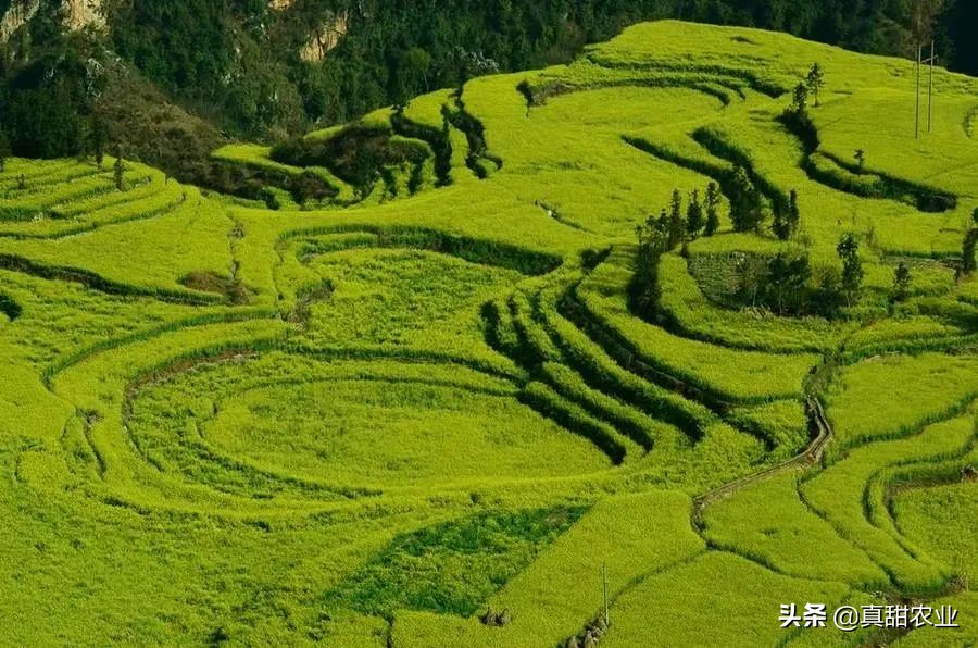 广州江南市场菜价指数飙升8.82%，菜心系列暴涨，究竟为哪般？