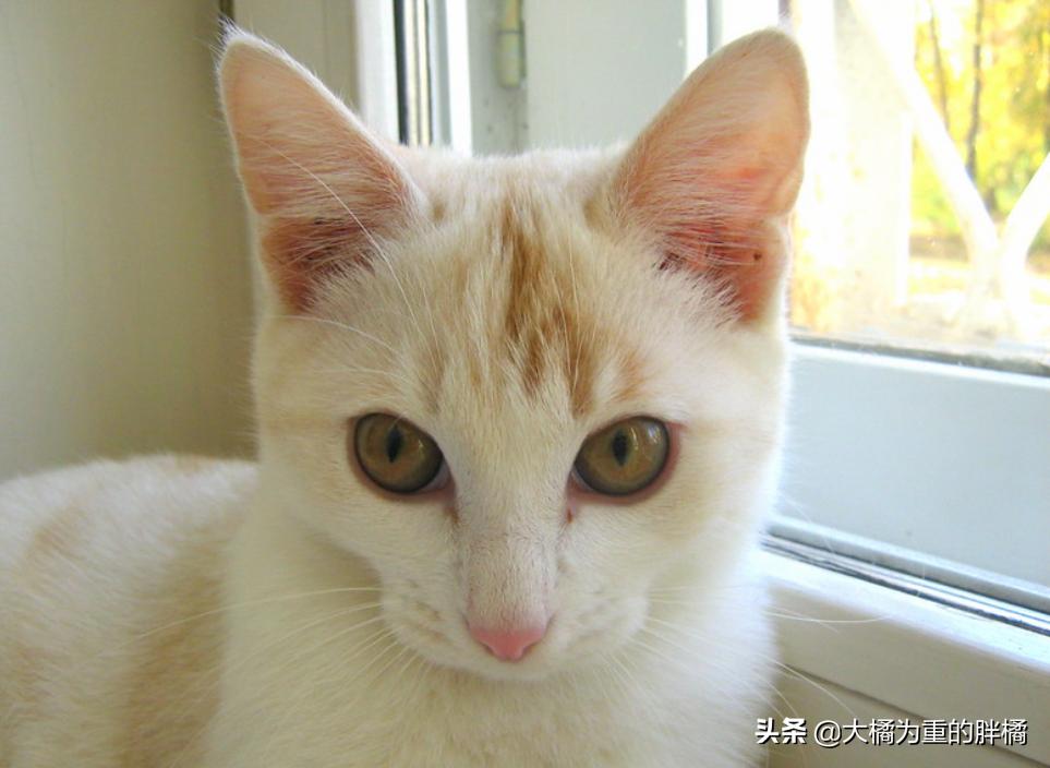 管教猫咪时猫咪生气怎么办,如何让猫咪知道铲屎官生气了