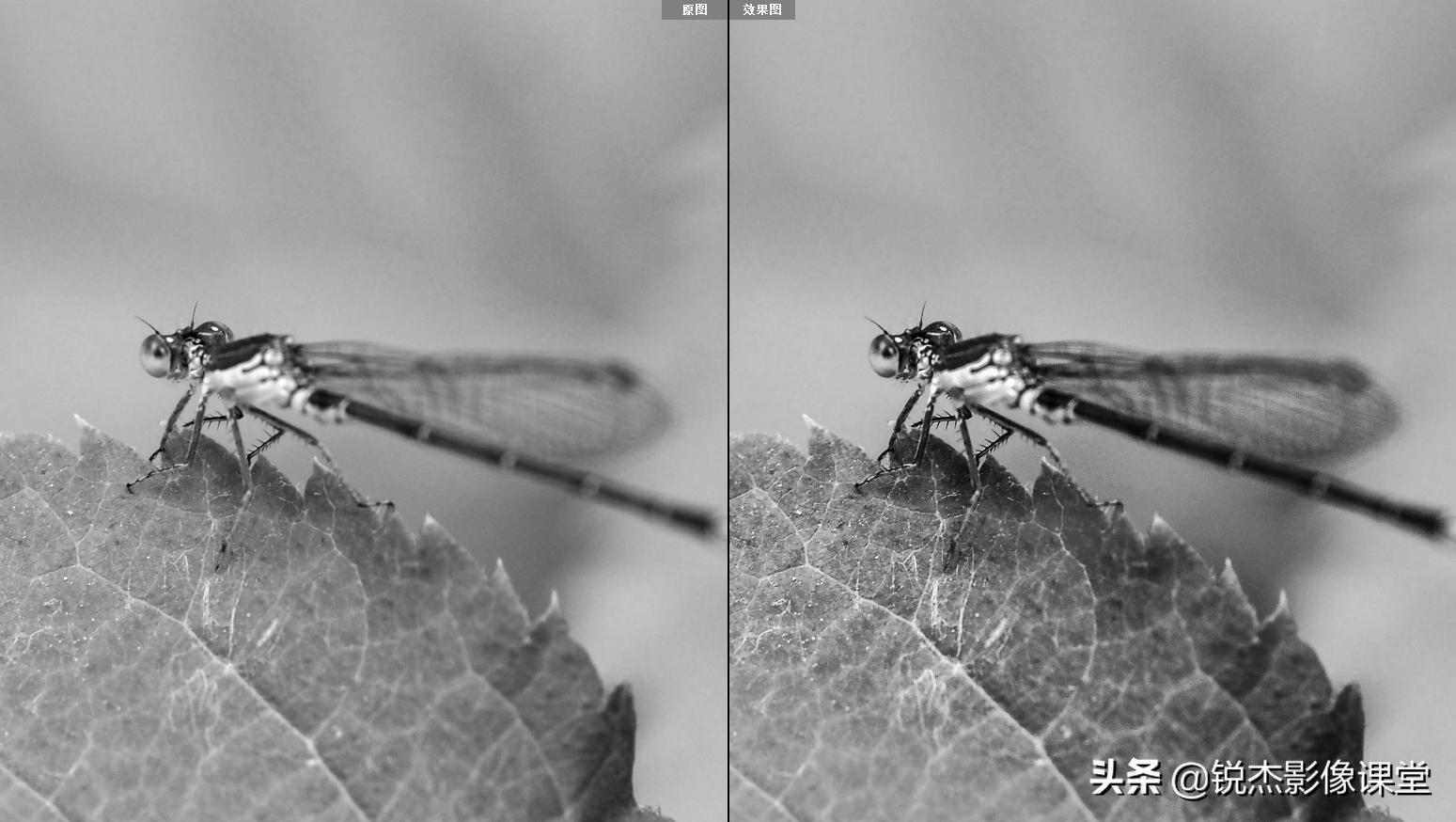 ps怎样调出高质量的黑白照片风景,ps如何给黑白照片上的人物上色