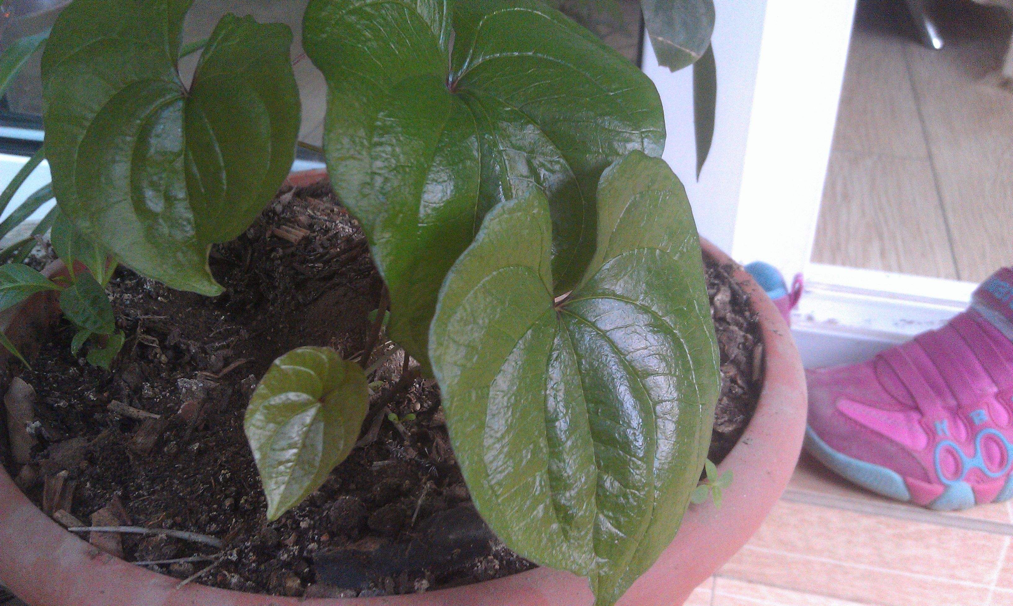 阳台花盆种蔬菜能浇黄豆水吗,在家里用花盆种植山药