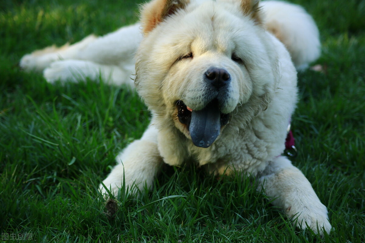 生活中松狮犬的养护须知是什么,松狮犬该怎么养这篇文章为你解读