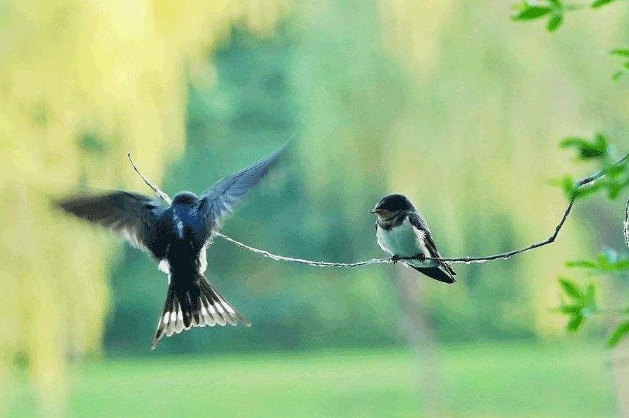 意境优美的古诗五绝,最美五绝诗赏析