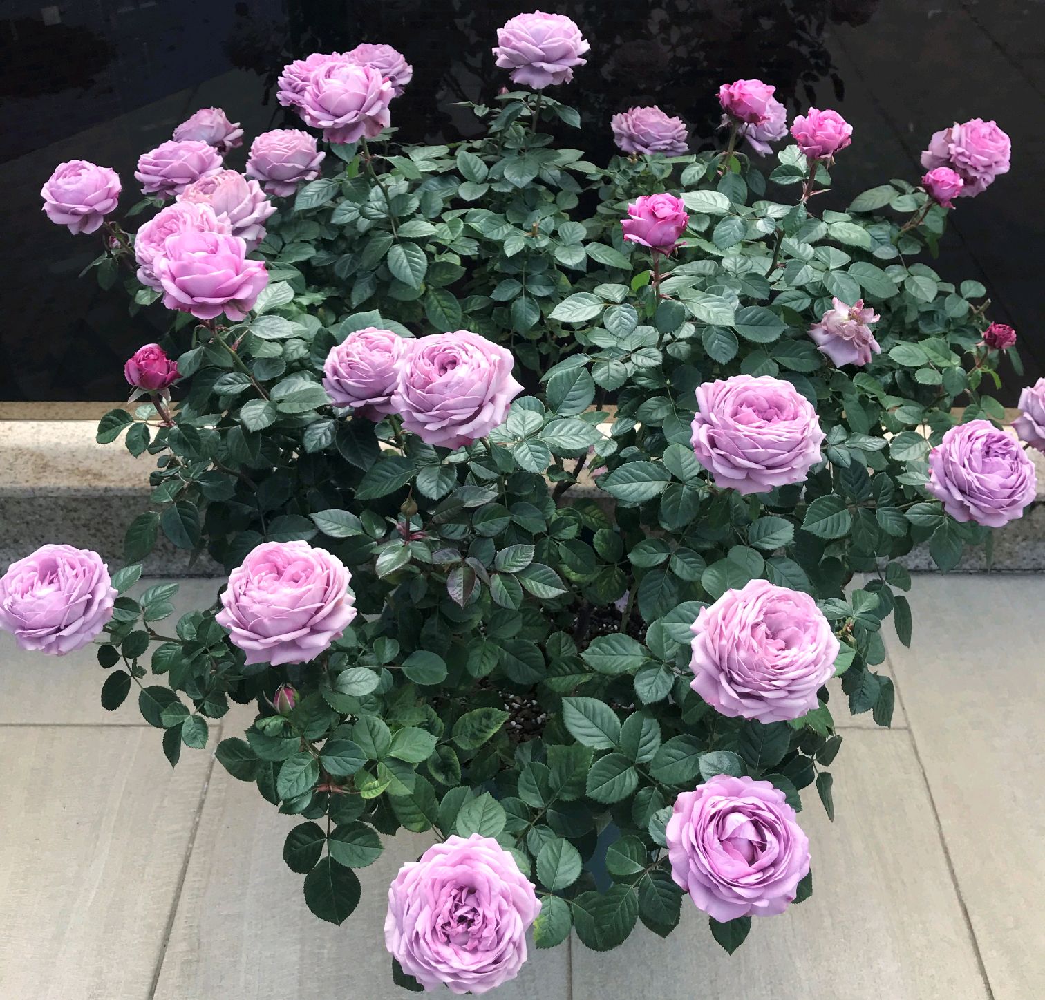 给月季换盆弄断毛细根,月季春天发芽后又枯萎了如何处理