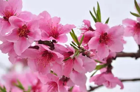 安徽春天去哪看花,安徽春天赏花攻略景点推荐