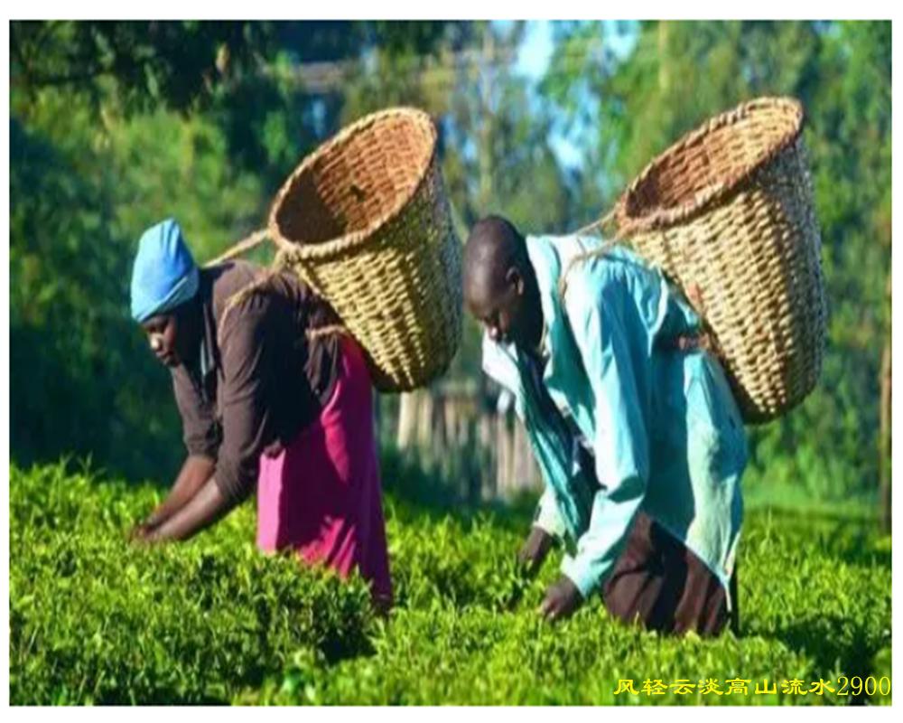 中国红茶肯尼亚红茶,肯尼亚红茶优势