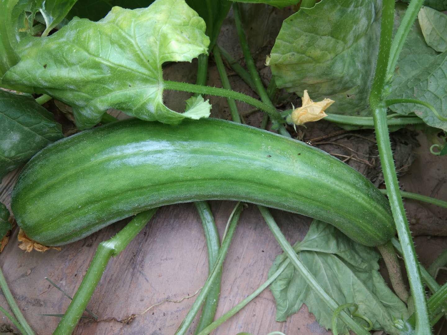 农村菜园子很爱种植一些菜瓜,菜瓜种植简单吗,老农说很容易