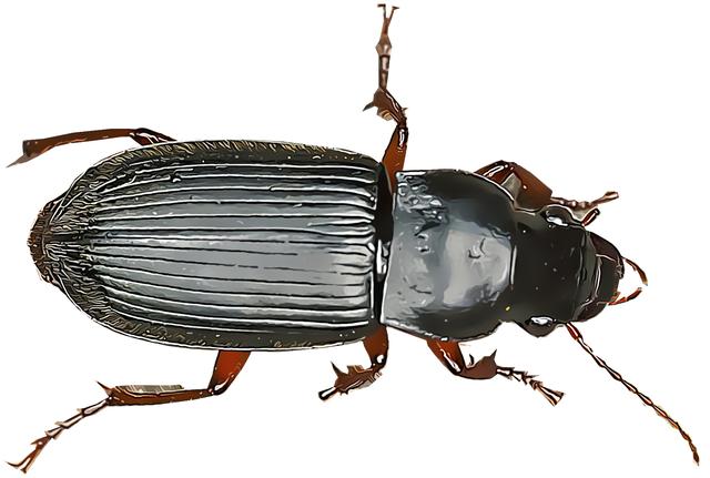 瓢虫害虫和益虫的区别图,益虫害虫有哪些视频