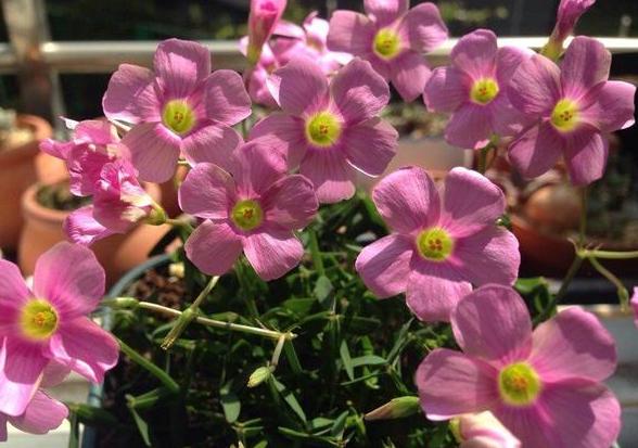 幸运草块根,幸运草悄然而生