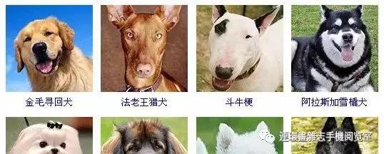 狗狗品种大全卡斯罗,雪纳瑞