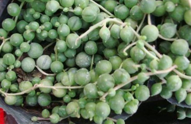 佛珠吊兰怎么养能爆盆,佛珠吊兰怎么养才能更旺盛