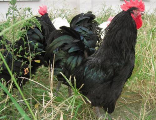 南通海安美食特产,南通特色美食学习