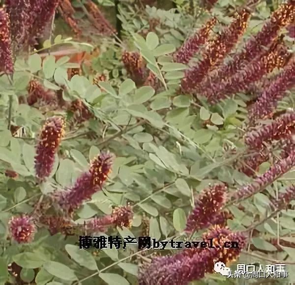 周口项城特产排行榜前十名,项城特产